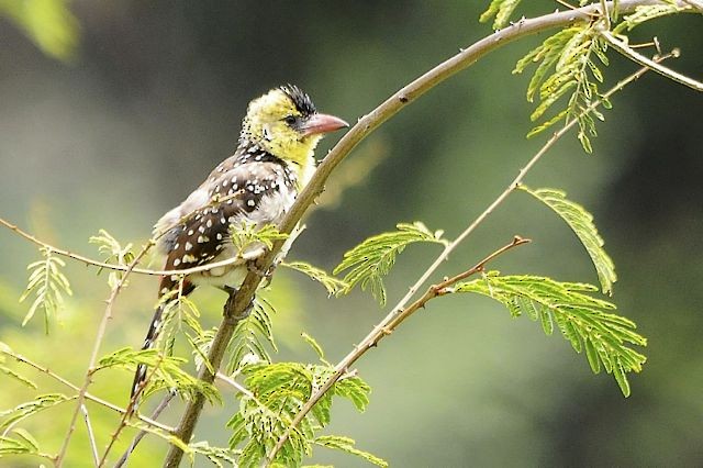 Yellow-breasted Barbet - Jacques Erard