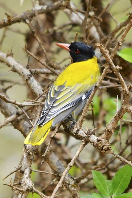 African Black-headed Oriole - Jacques Erard