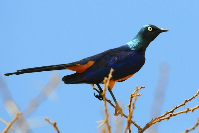 Golden-breasted Starling - ML204483361