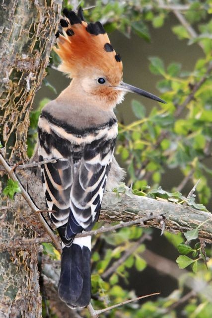 Upupa epops senegalensis, Dorsal View. - Eurasian Hoopoe (Central African) - 