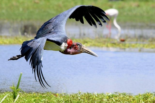 Marabou Stork - Jacques Erard