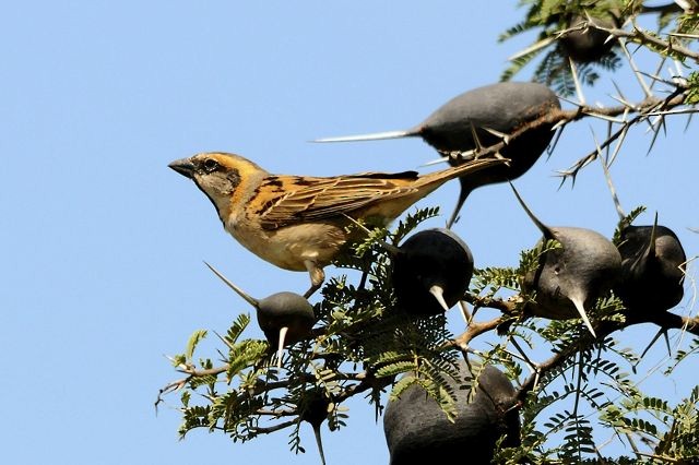 Shelley's Rufous Sparrow - Jacques Erard