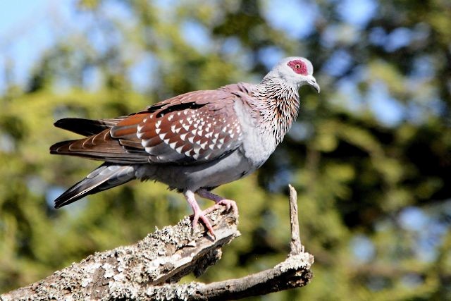Speckled Pigeon - Jacques Erard