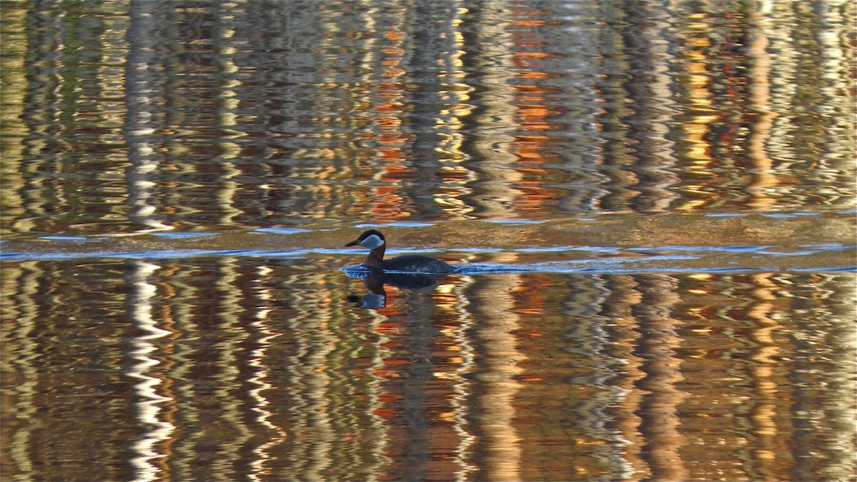 Red-necked Grebe - ML204483711