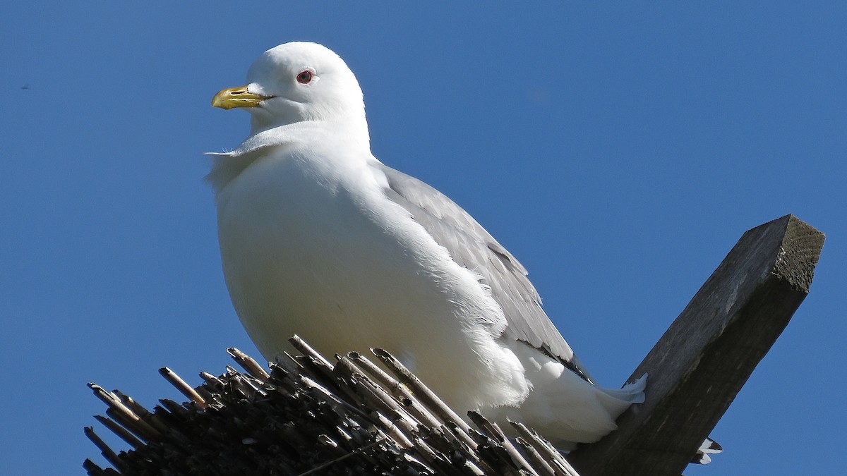Common Gull - Erkki Lehtovirta
