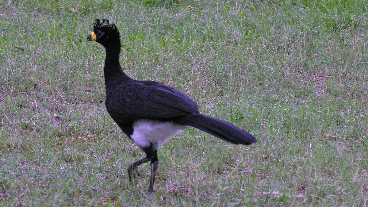 Bare-faced Curassow (Bare-faced) - ML204484011
