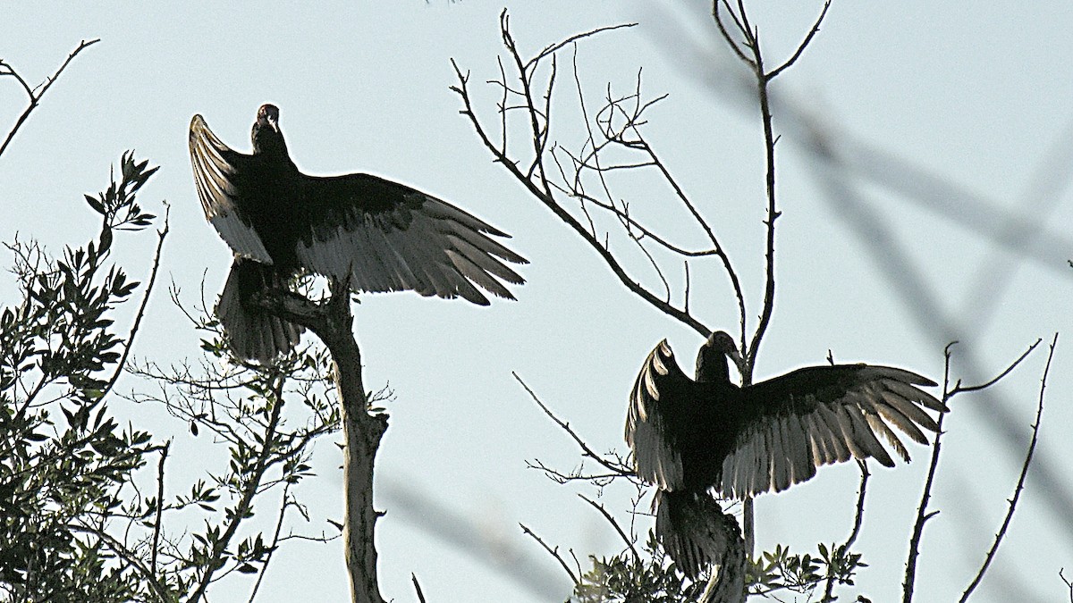 Turkey Vulture - Erkki Lehtovirta