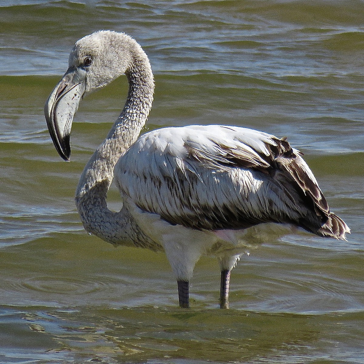 Greater Flamingo - Erkki Lehtovirta