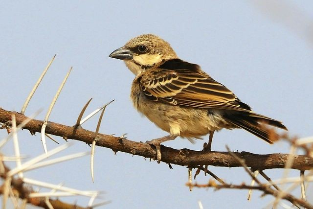 Donaldson Smith's Sparrow-Weaver - Jacques Erard