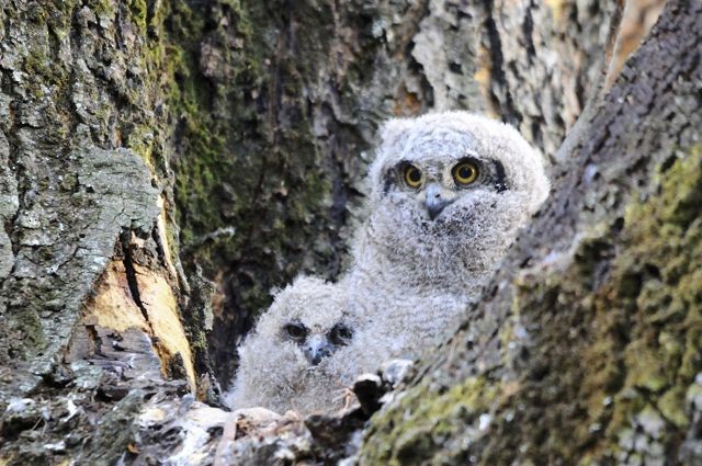 Verreaux's Eagle-Owl - Jacques Erard