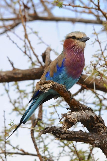 Lilac-breasted Roller - Jacques Erard