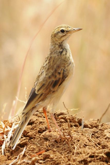 African Pipit - ML204484731