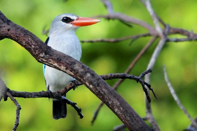 Mangrove Kingfisher - Jacques Erard