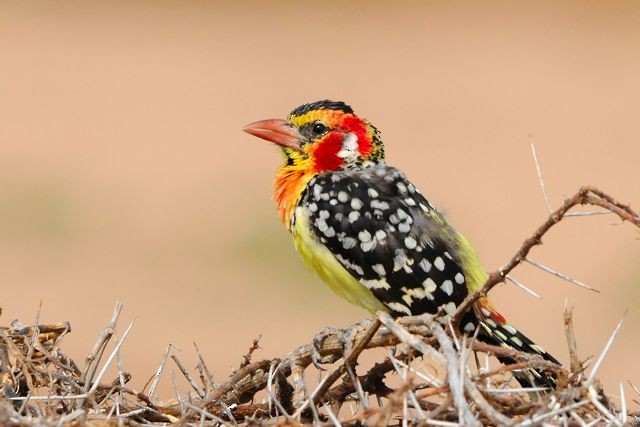 Red-and-yellow Barbet - ML204484801