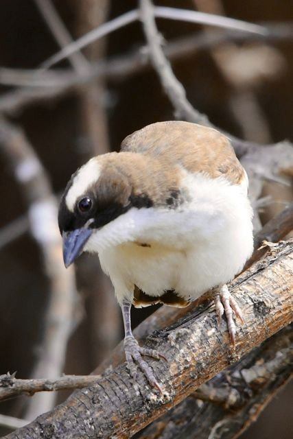 White-browed Sparrow-Weaver - Jacques Erard