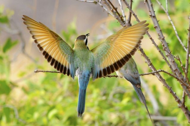 White-throated Bee-eater - Jacques Erard