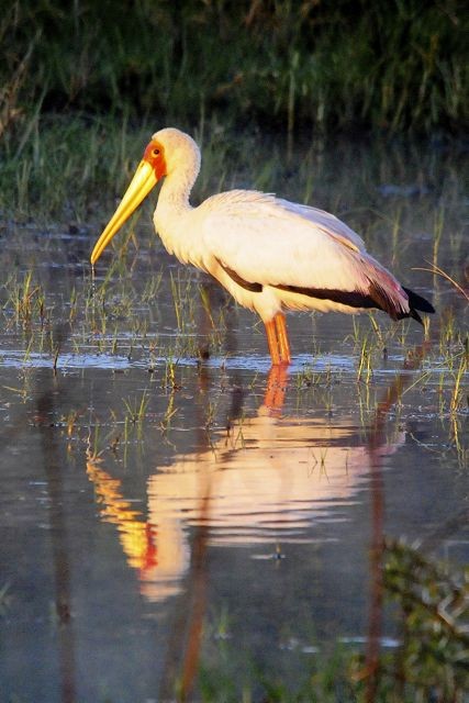 Yellow-billed Stork - Jacques Erard