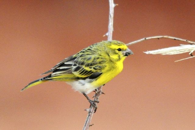 White-bellied Canary - Jacques Erard