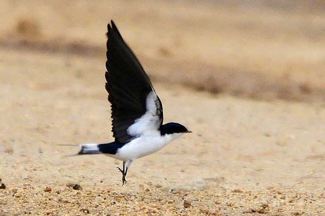 White-tailed Swallow - ML204485251
