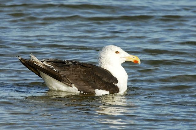 Great Black-backed Gull - Jacques Erard