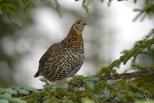 Spruce Grouse (Spruce) - Jacques Erard
