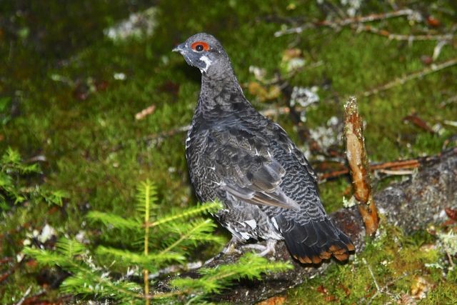 Spruce Grouse (Spruce) - Jacques Erard