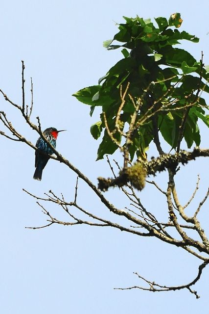 Black Bee-eater - Jacques Erard