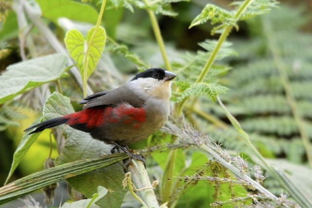 Black-crowned Waxbill - Jacques Erard