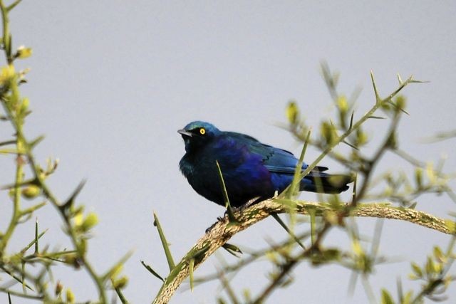 Bronze-tailed Starling - ML204485581