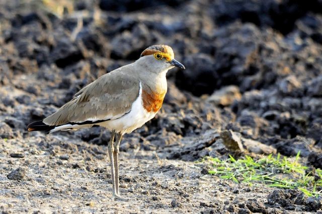 Brown-chested Lapwing - Jacques Erard