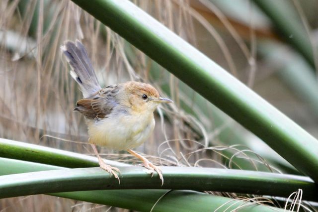 Carruthers's Cisticola - ML204485611