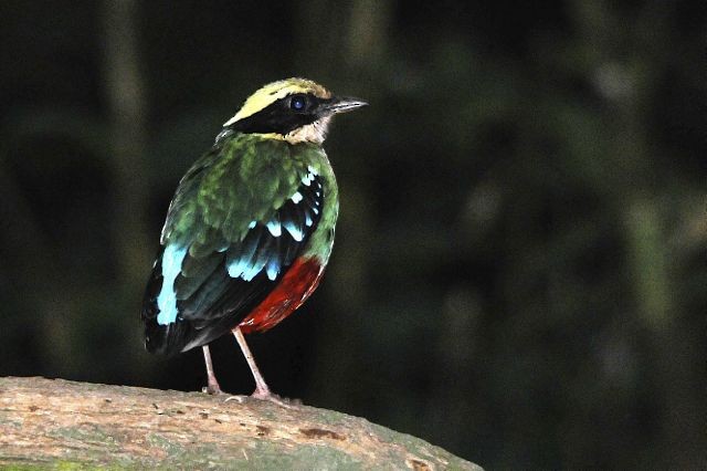 Green-breasted Pitta - Jacques Erard