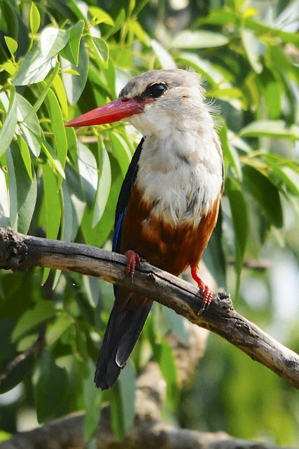 Gray-headed Kingfisher - Jacques Erard