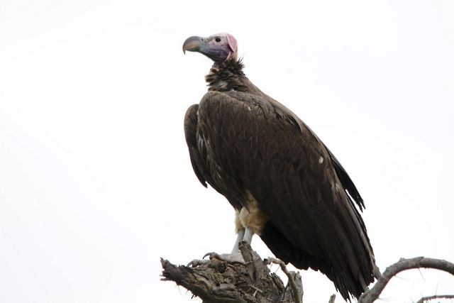 Lappet-faced Vulture - Jacques Erard