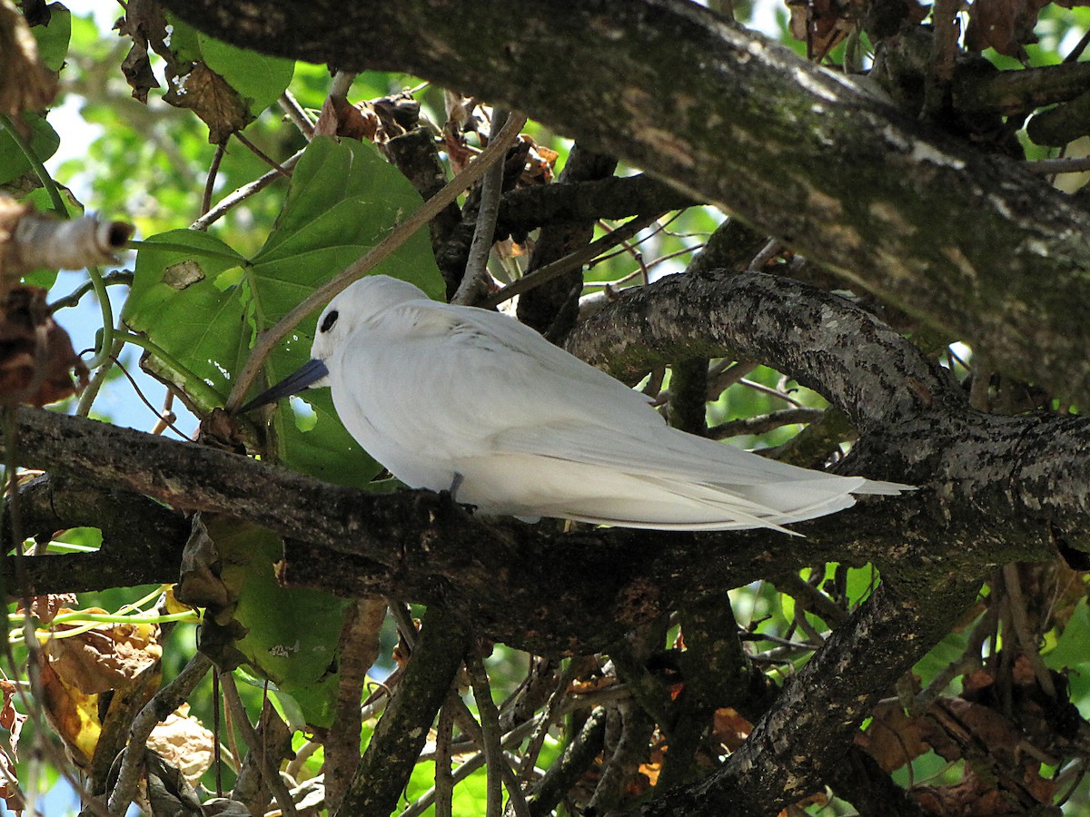 White Tern - Erkki Lehtovirta