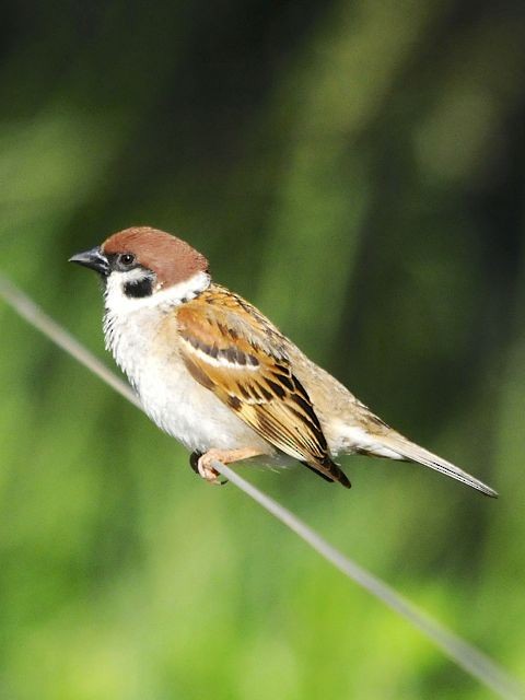 Eurasian Tree Sparrow - Jacques Erard