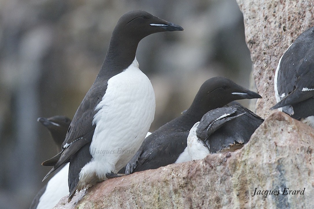 Thick-billed Murre - Jacques Erard