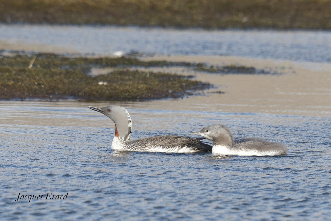 Red-throated Loon - ML204487511