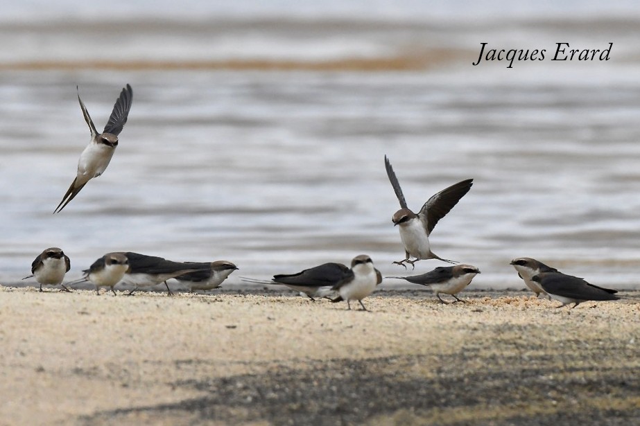 Gray-rumped Swallow - Jacques Erard