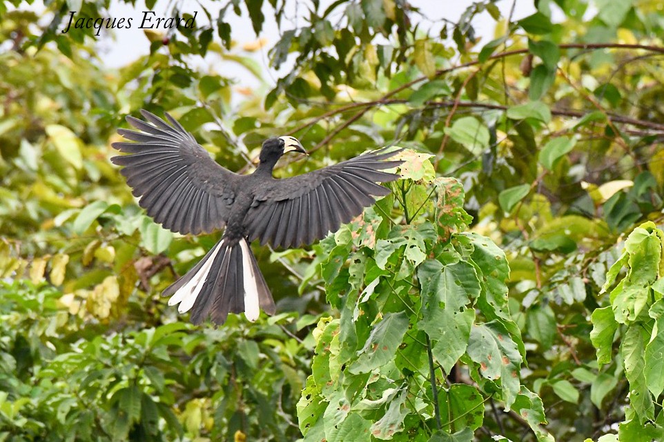 Congo Pied Hornbill - Jacques Erard