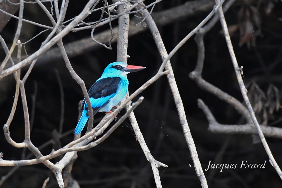 Blue-breasted Kingfisher - Jacques Erard