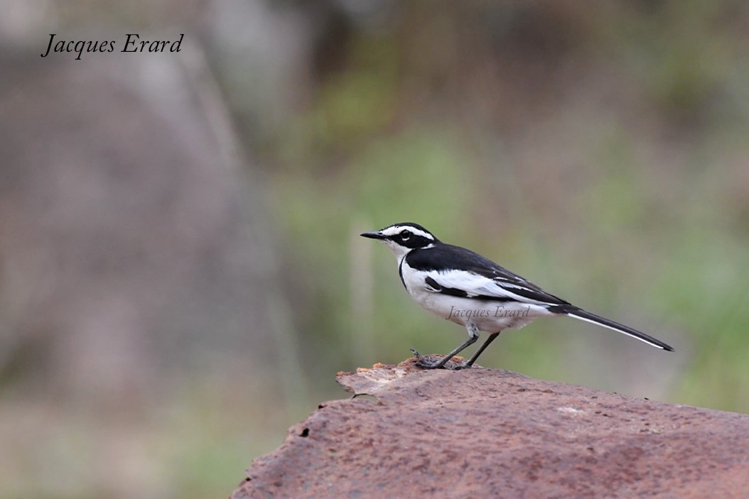 African Pied Wagtail - Jacques Erard