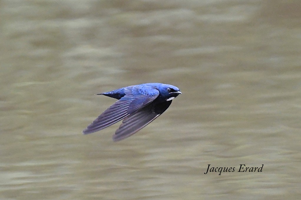 White-throated Blue Swallow - Jacques Erard