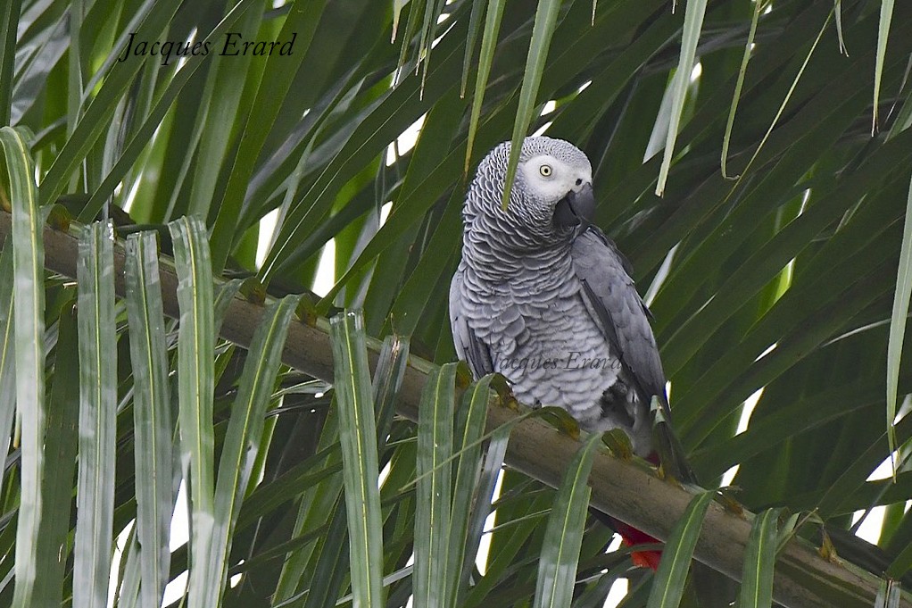 Gray Parrot (Gray) - Jacques Erard