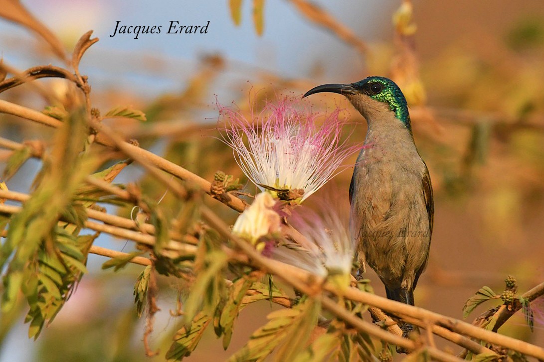 Green-headed Sunbird (Blue-headed) - Jacques Erard