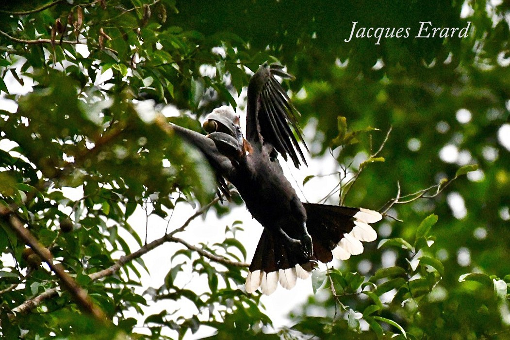 Black-casqued Hornbill - Jacques Erard