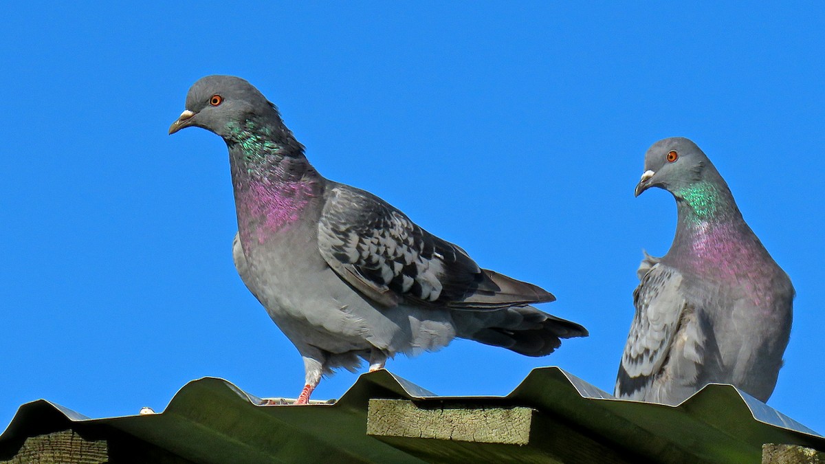 Rock Pigeon (Feral Pigeon) - Erkki Lehtovirta