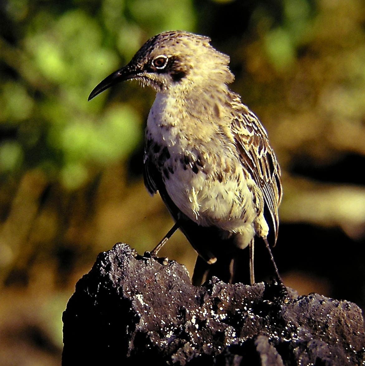 Galapagos Mockingbird - Erkki Lehtovirta