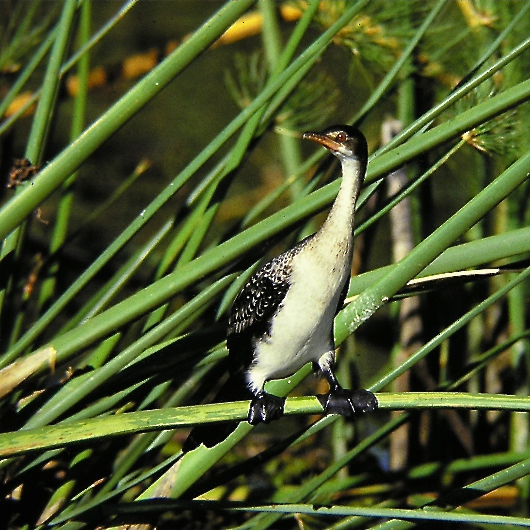 Long-tailed Cormorant - Erkki Lehtovirta