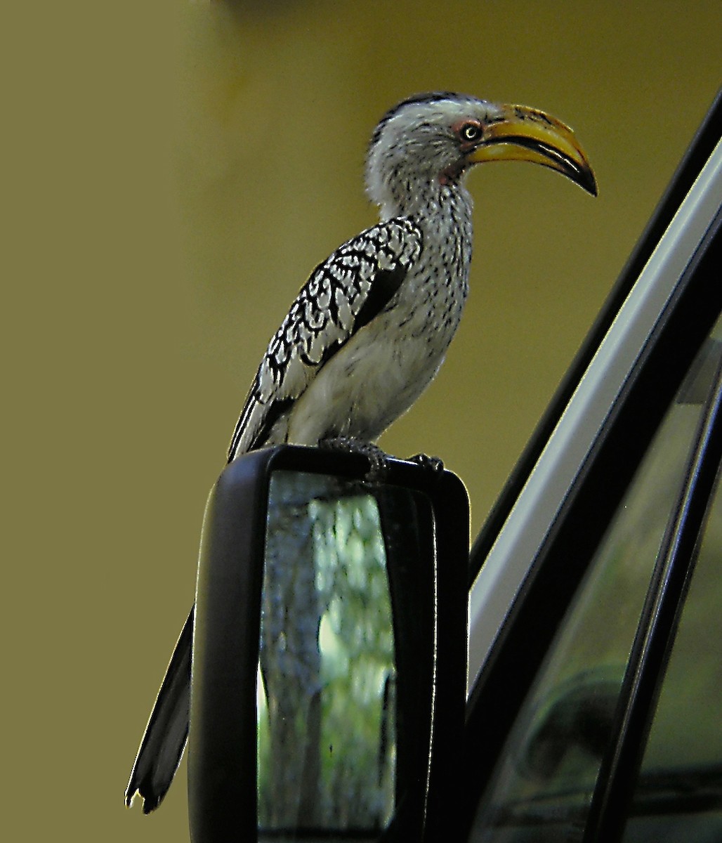 Southern Yellow-billed Hornbill - Erkki Lehtovirta